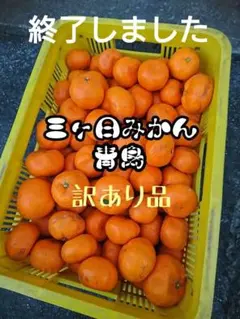 三ヶ日みかん 青島【訳あり品】10kgまたは5kg