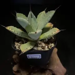 ズヤマン様 リクエスト 2点 まとめ商品