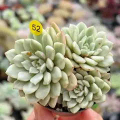 写真現物　ピンクルルビー錦　抜き苗　多肉植物のサムネイル