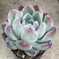 多肉植物 スティルハート 抜き苗 - メルカリ