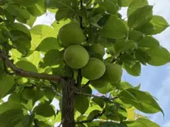 栽培中農薬不使用　青梅　白加賀　小田原産　10キロ　５月２３日から順次収穫開始③ 栽培中農薬不使用 青梅 白加賀 小田原産 10キロ 5月23日から順次