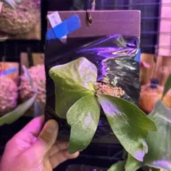 UUU様 リクエスト 2点 まとめ商品