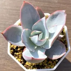 くー様 リクエスト 4点 まとめ商品