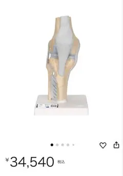 膝関節模型 3B 膝関節断面モデル 2025年最新】3B 骨模型の人気