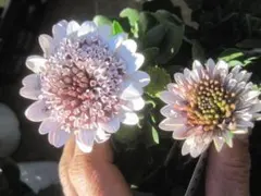 user_a50fc9e1様 リクエスト 2点 まとめ商品