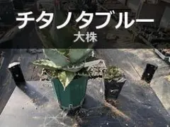 2026年最新】チタノタブルー 大株の人気アイテム - メルカリ