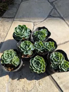 七福神 10ポットセット 子株もついてお買い得セット - メルカリ