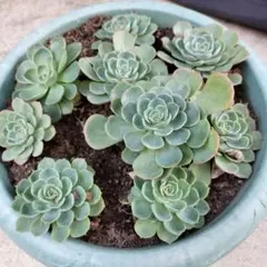 2025年最新】多肉 七福神の人気アイテム - メルカリ