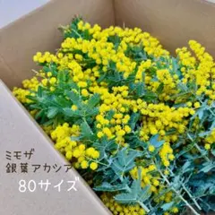 ミモザ フレッシュ 詰みたて ドライフラワー 80サイズ