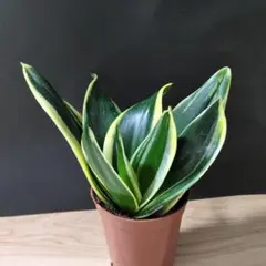 2026年最新】サンスベリア抜き苗の人気アイテム - メルカリ