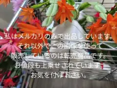 イースターカクタス『オレンジ』 根付き苗　抜き苗でお送りしますのサムネイル