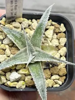 2025年最新】dyckia wasabiの人気アイテム - メルカリ