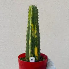 #30 斑入り Trichocereus pachanoi パチャノイのサムネイル