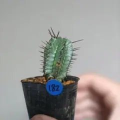 ユーフォルビア　ホリダ　カキコ　根あり　抜き苗　サボテン