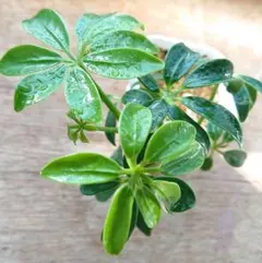 観葉植物 シェフレラムーンドロップ 抜き苗 - メルカリ