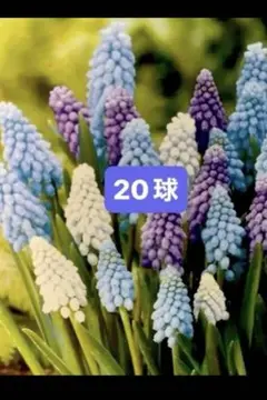 ショコラ様 リクエスト 2点 まとめ商品