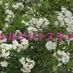 沖縄生まれ　シルクジャスミン実生苗　抜き苗（２０）　人気観葉植物のサムネイル