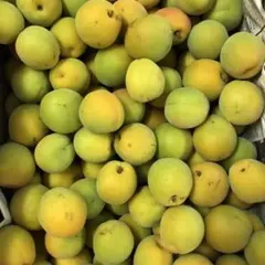 青森県産完熟豊後梅箱込み4,5キロ