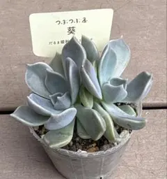 つぶつぶ屋さん　葵　抜き苗のサムネイル