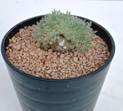 2026年最新】モンソニアの人気アイテム - メルカリ