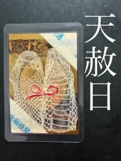 日本マムシの脱け殻  標本 ▸ヘビのぬけがら | 生物園オンラインショップ