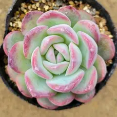 2026年最新】メキシコポルデンシスの人気アイテム - メルカリ