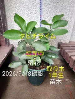 キーライム メキシカンライム マナオ 苗木 1本 - メルカリ