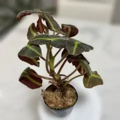 しー様 リクエスト 2点 まとめ商品