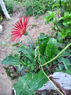 2025年最新】原種ガーベラの人気アイテム - メルカリ