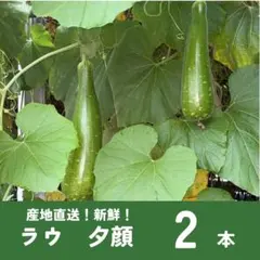 バングラデシュ野菜　ラウ（夕顔／Bottle Gourd）新鮮採れたて 23kg バングラデシュ野菜 ラウ（夕顔／Bottle Gourd）新鮮採れたて 2本