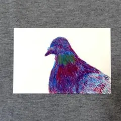 【Tora】色鉛筆画 原画 鳩 アート 手描き イラスト ポストカード