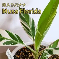 2026年最新】ムサフロリダの人気アイテム - メルカリ