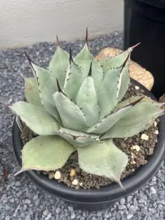 ホヤカーティシー中斑Hoya curtisii inner variegated - メルカリ