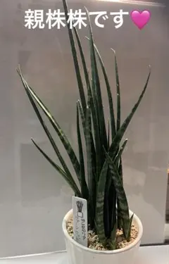 サンスベリア ファーンウッド 鉢植え 発根済④のサムネイル