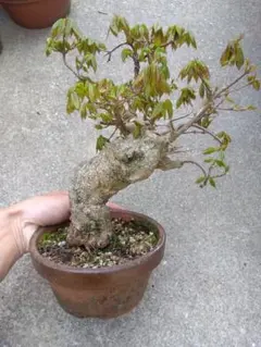 楓　カエデ　盆栽　6号陶器鉢つき　超激太❗　② 楓 カエデ 盆栽 6号陶器鉢つき 超激太❗ ② - メルカリ