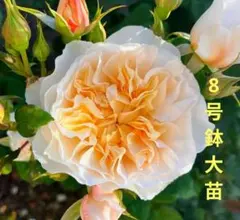 オレンジブラウン系 切り花品種 バラ苗（接ぎ木・2年生大苗） - メルカリ