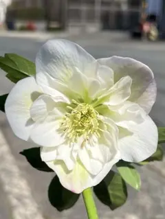 2026年最新】クリスマスローズ苗 フレグランスの人気アイテム - メルカリ