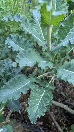 無農薬ケール　虫食いありのサムネイル