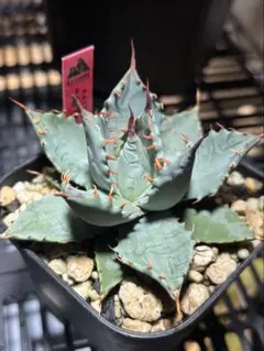 2025年最新】アガベ妖蟹の人気アイテム - メルカリ