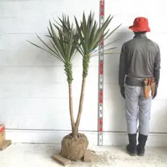 専用出品 ユッカ フィリフェラ 曲がり株 - メルカリ