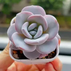 るぅある様 リクエスト 4点 まとめ商品　もみじ鉢付き