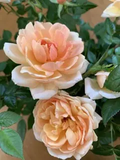 杉田二郎様 リクエスト 2点 まとめ商品