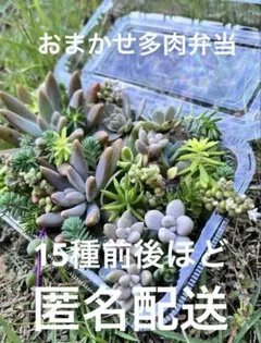 おまかせ多肉弁当　もりもりつよつよ多肉　カラフル気味！