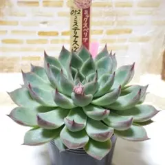 2026年最新】デカベリアの人気アイテム - メルカリ