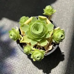 多肉植物 グリーノビア④ 抜き苗のサムネイル