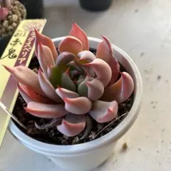 2026年最新】おらいさん苗赤鬼の人気アイテム - メルカリ