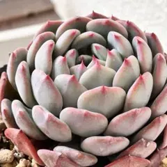 2026年最新】おらいさん苗 ミックスベリアの人気アイテム - メルカリ