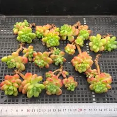 m*a様 多肉植物 10個 2026-0512-MLJP-015 シャングリラ