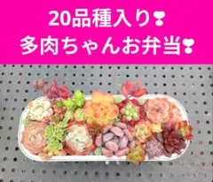 20品種入り 多肉ちゃんお弁当❣