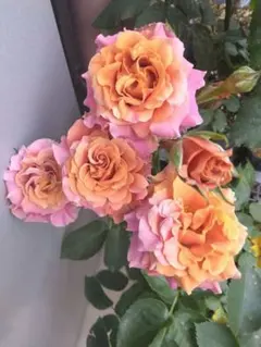 2026年最新】上海ガール バラの人気アイテム - メルカリ